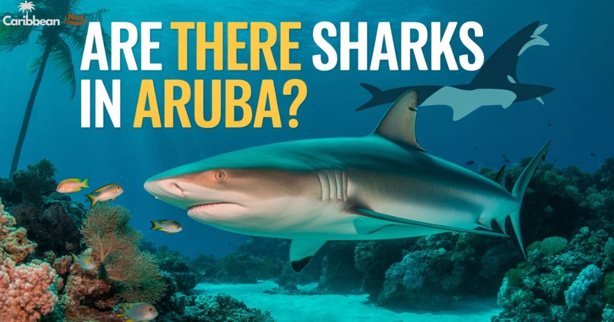 Are There Sharks in Aruba? Explore the Shark Safety Guide 2026
