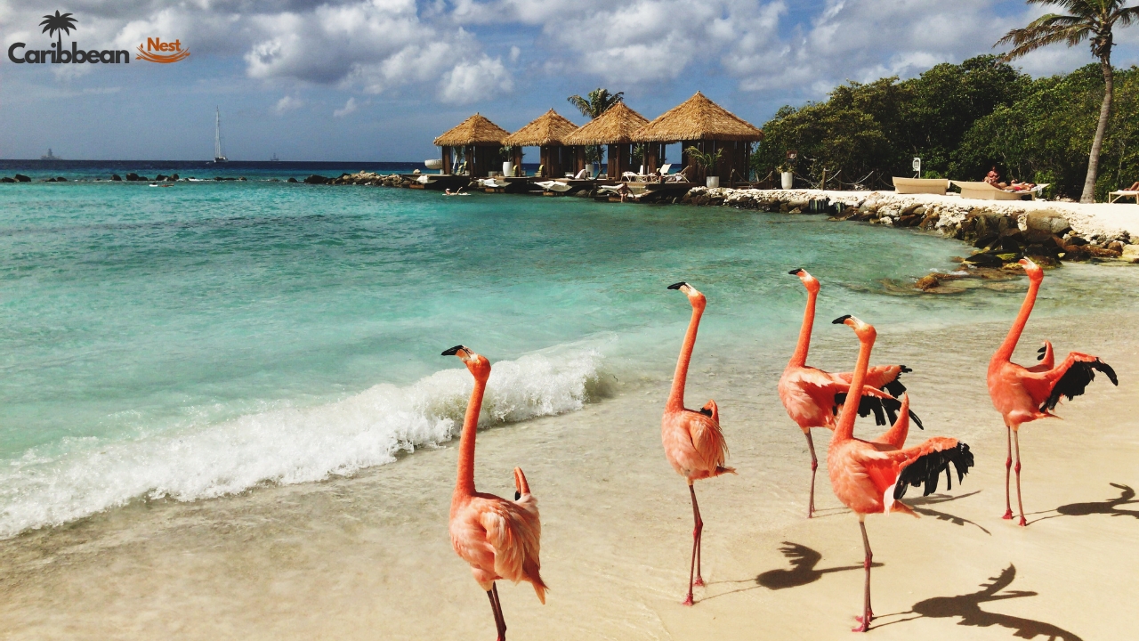 10 Best Beaches in Aruba You Need to Visit in 2025 