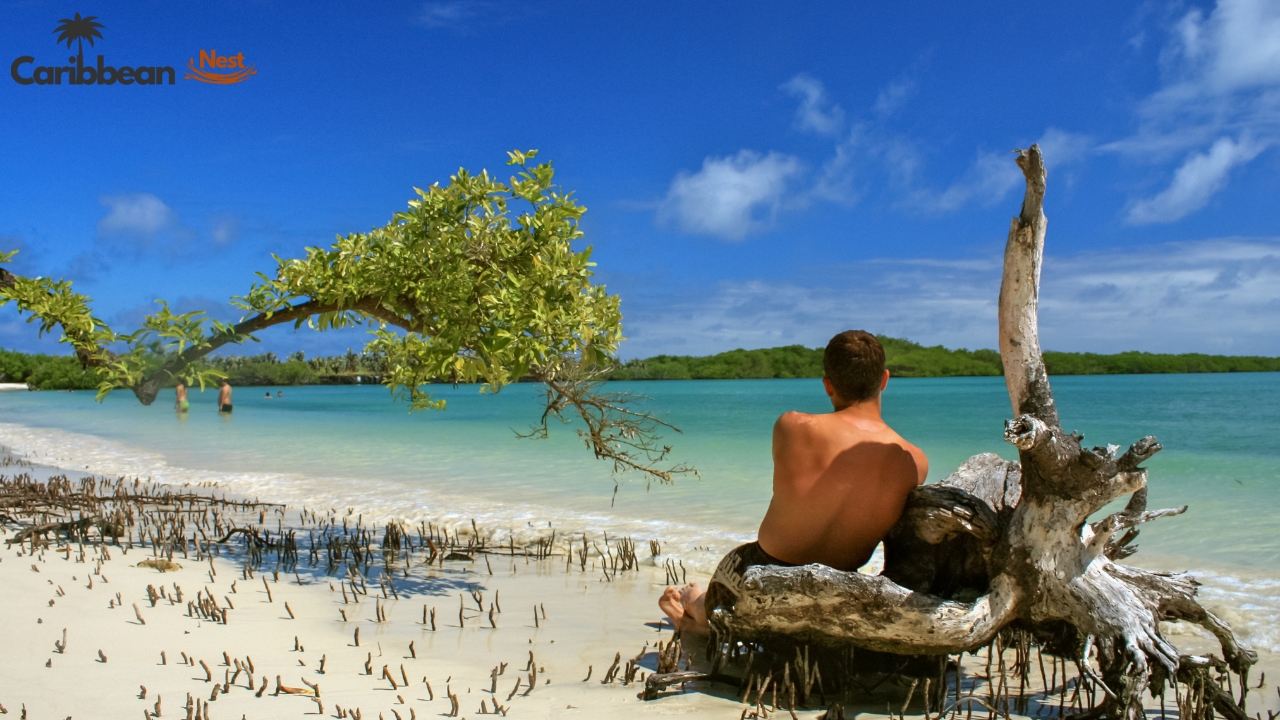 Aruba Wildlife Guide - Safari Tours, Reptiles, and Marine Life