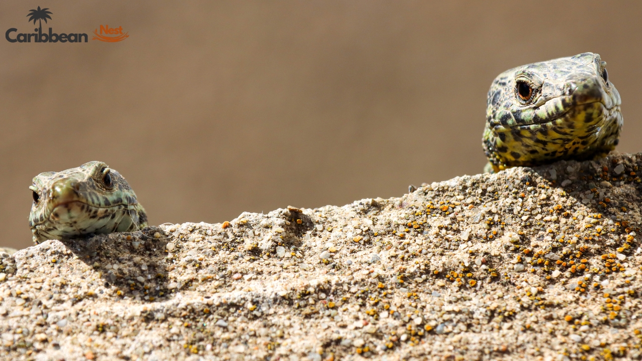 Aruba Wildlife Guide - Safari Tours, Reptiles, and Marine Life