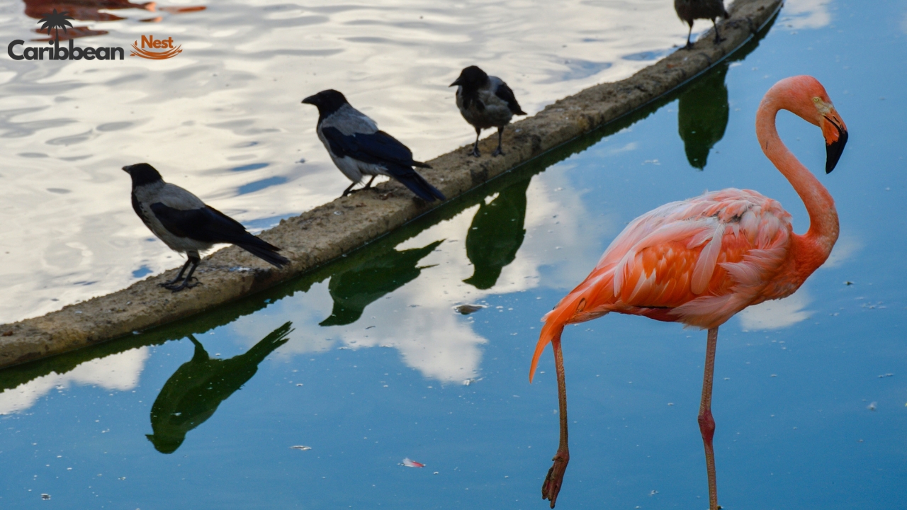 Aruba Wildlife Guide - Safari Tours, Reptiles, and Marine Life