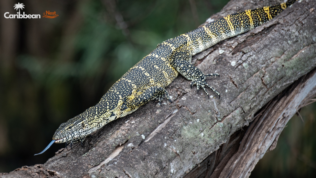 Aruba Wildlife Guide - Safari Tours, Reptiles, and Marine Life