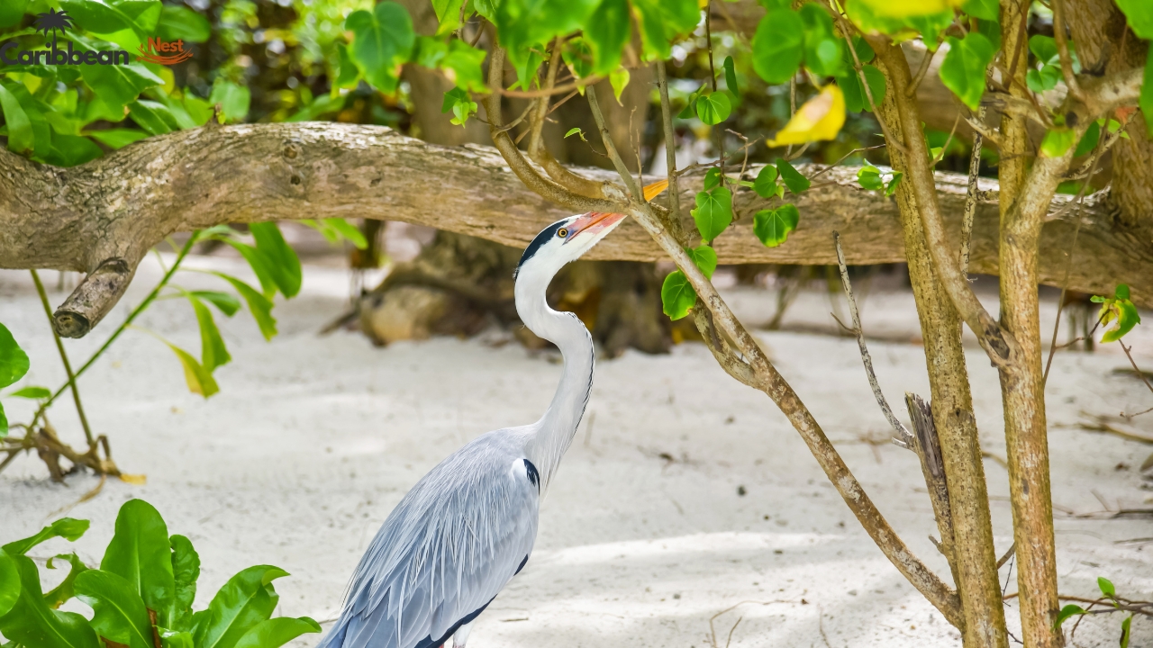 Aruba Wildlife Guide - Safari Tours, Reptiles, and Marine Life