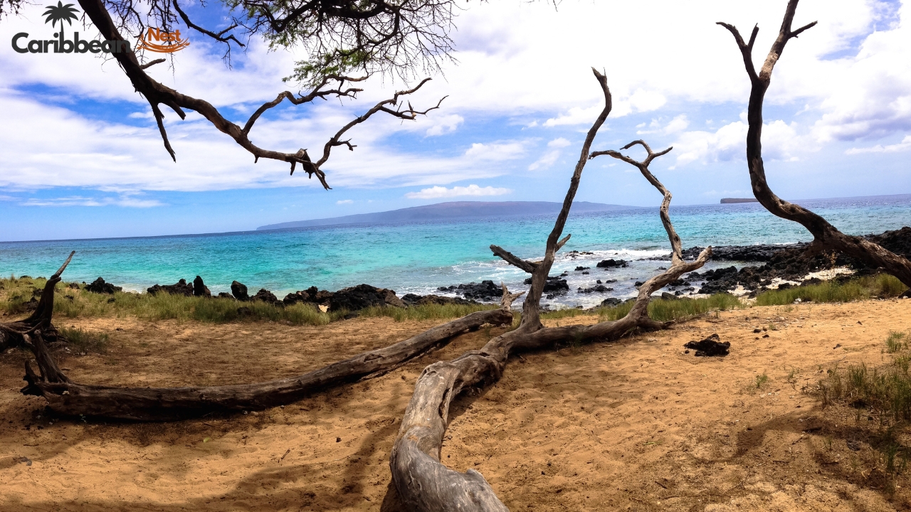Aruba Wildlife Guide - Safari Tours, Reptiles, and Marine Life