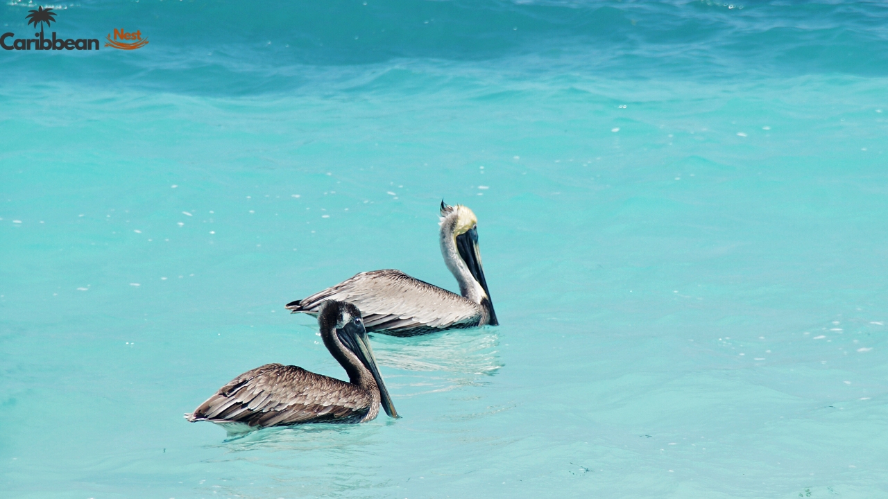Aruba Wildlife Guide - Safari Tours, Reptiles, and Marine Life