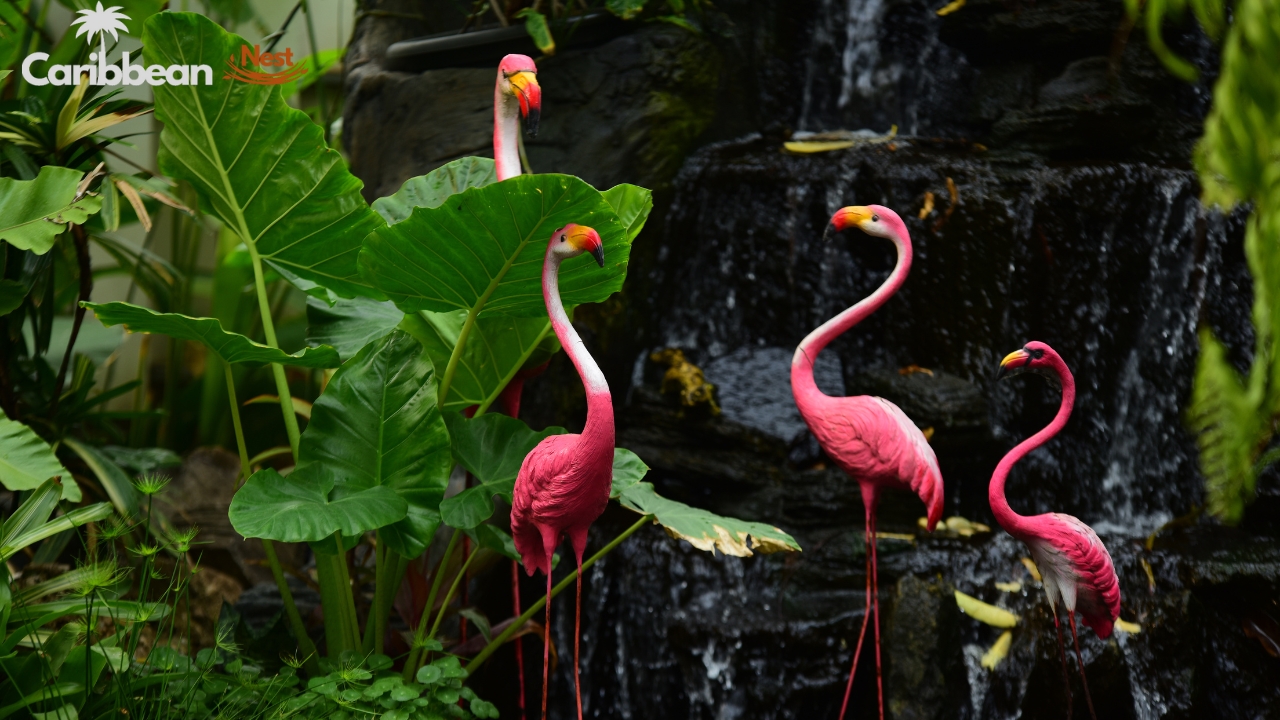 Aruba Wildlife Guide - Safari Tours, Reptiles, and Marine Life