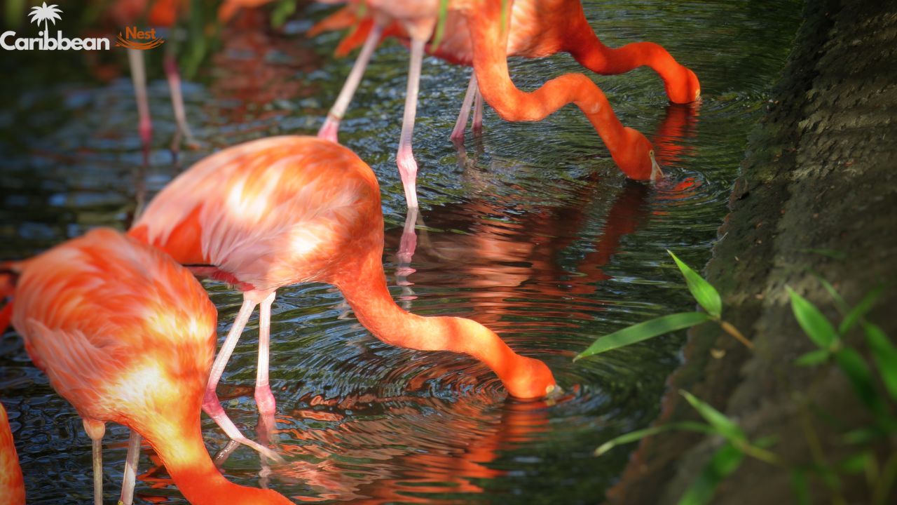Aruba Wildlife Guide - Safari Tours, Reptiles, and Marine Life