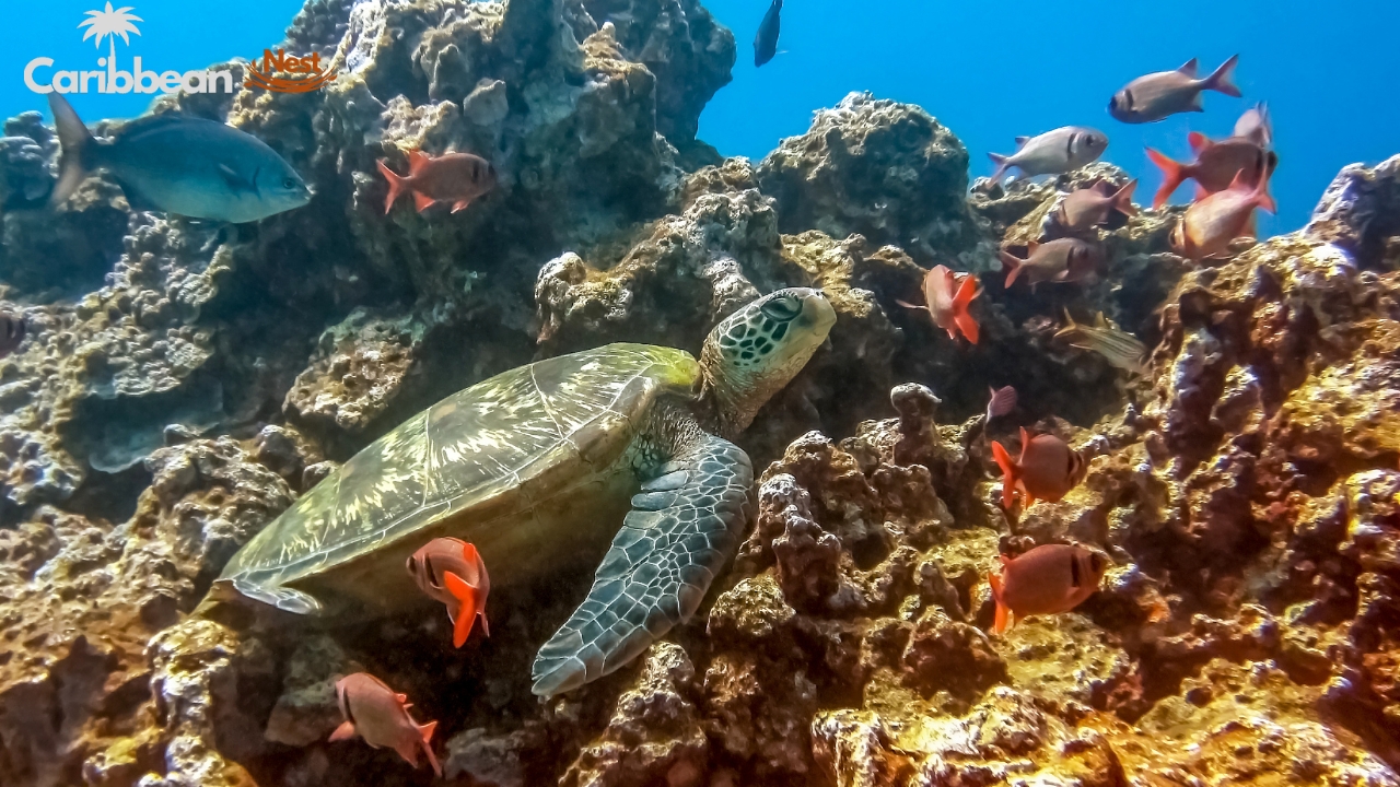 aruba-wildlife-guide-safari-tours-reptiles-and-marine-life 