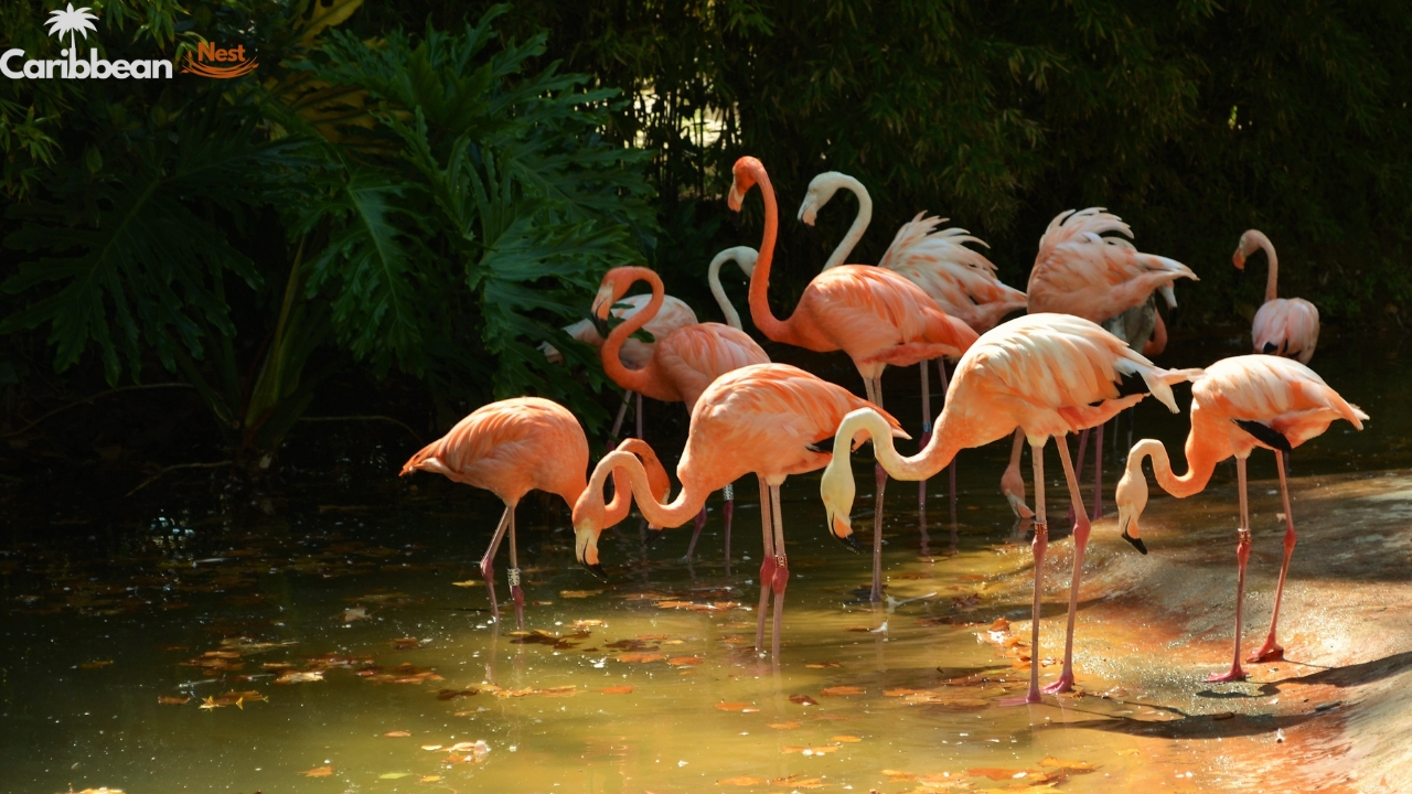 Aruba Wildlife Guide - Safari Tours, Reptiles, and Marine Life