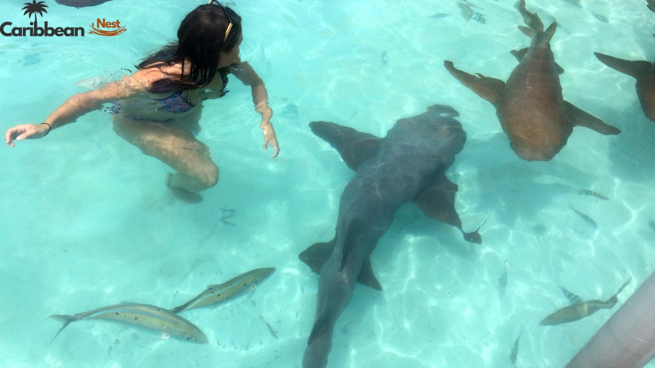 ultimate-guide-to-boca-catalina-aruba