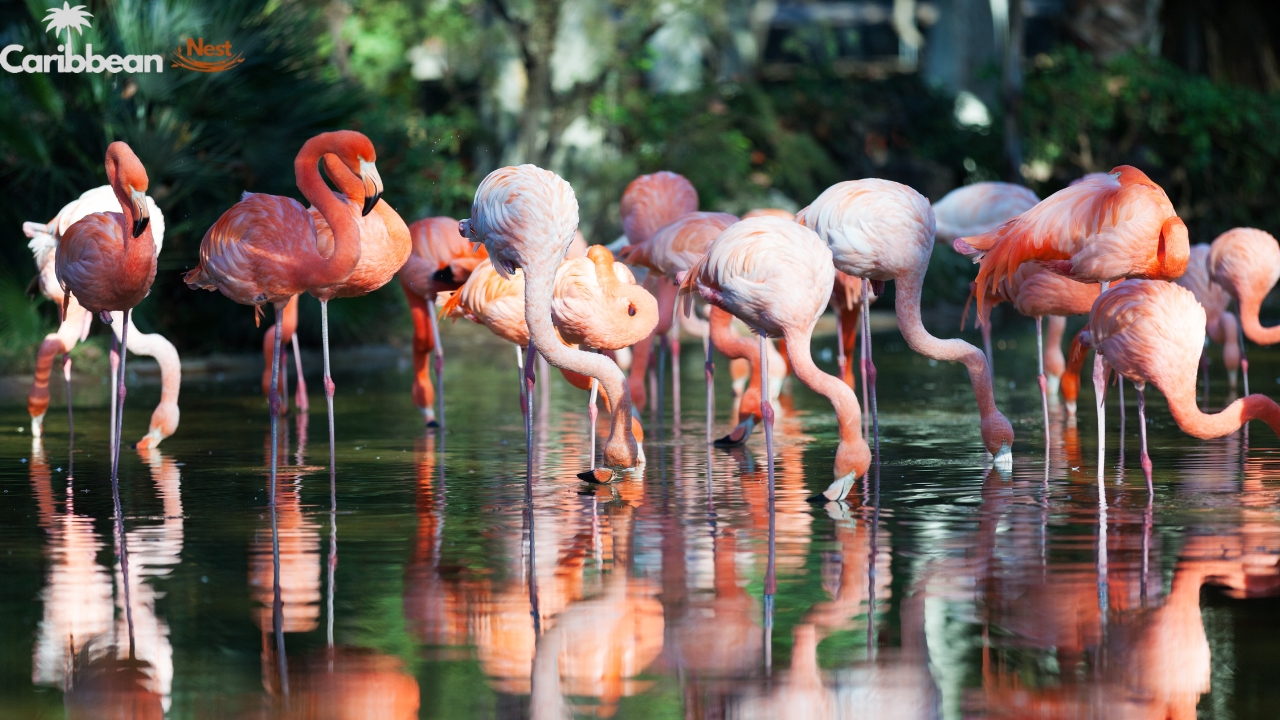 flamingo-beach-aruba-day-pass-everything-you-need-to-know