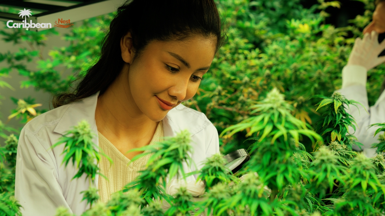 recreational-weed-legal-or-illegal