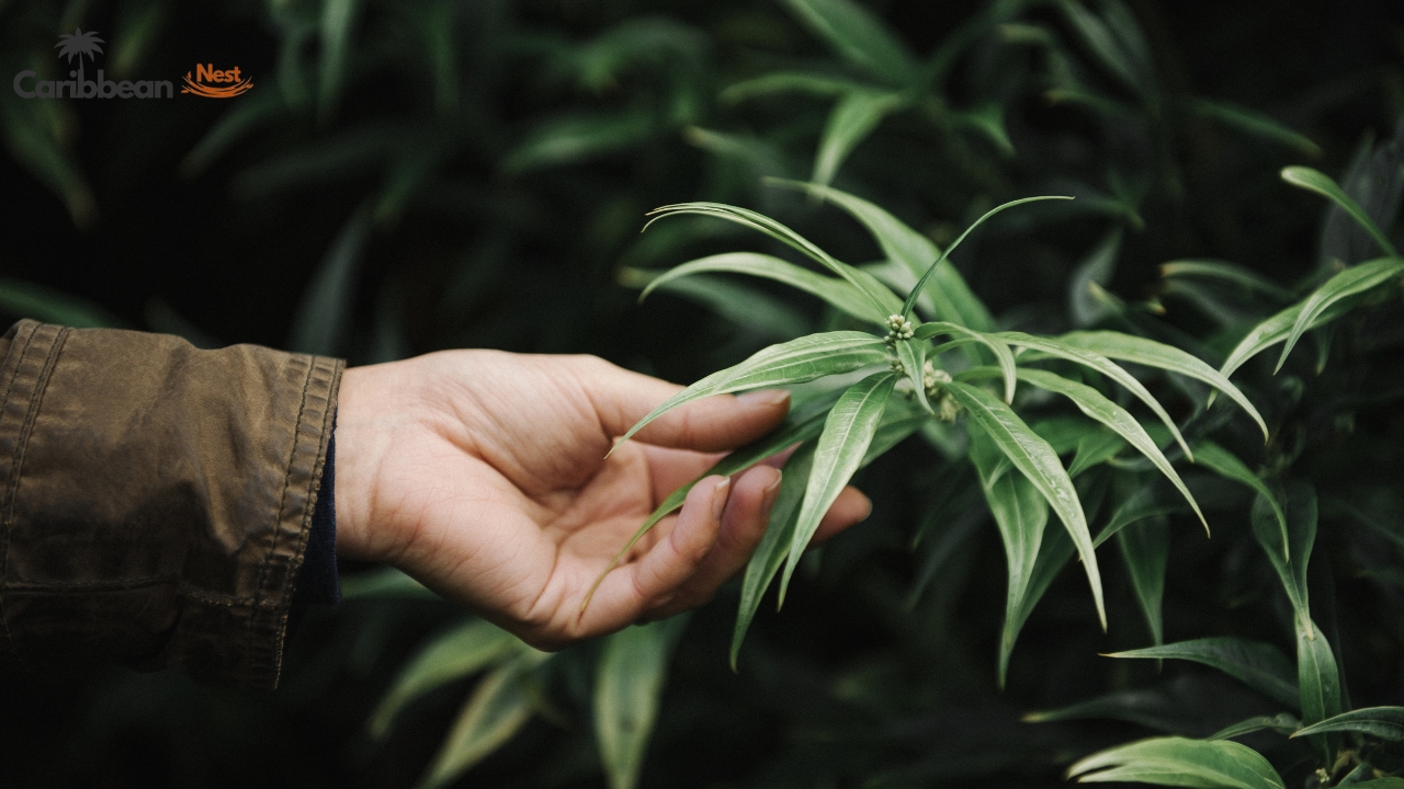 what-weed‑friendly-really-means-in-the-caribbean