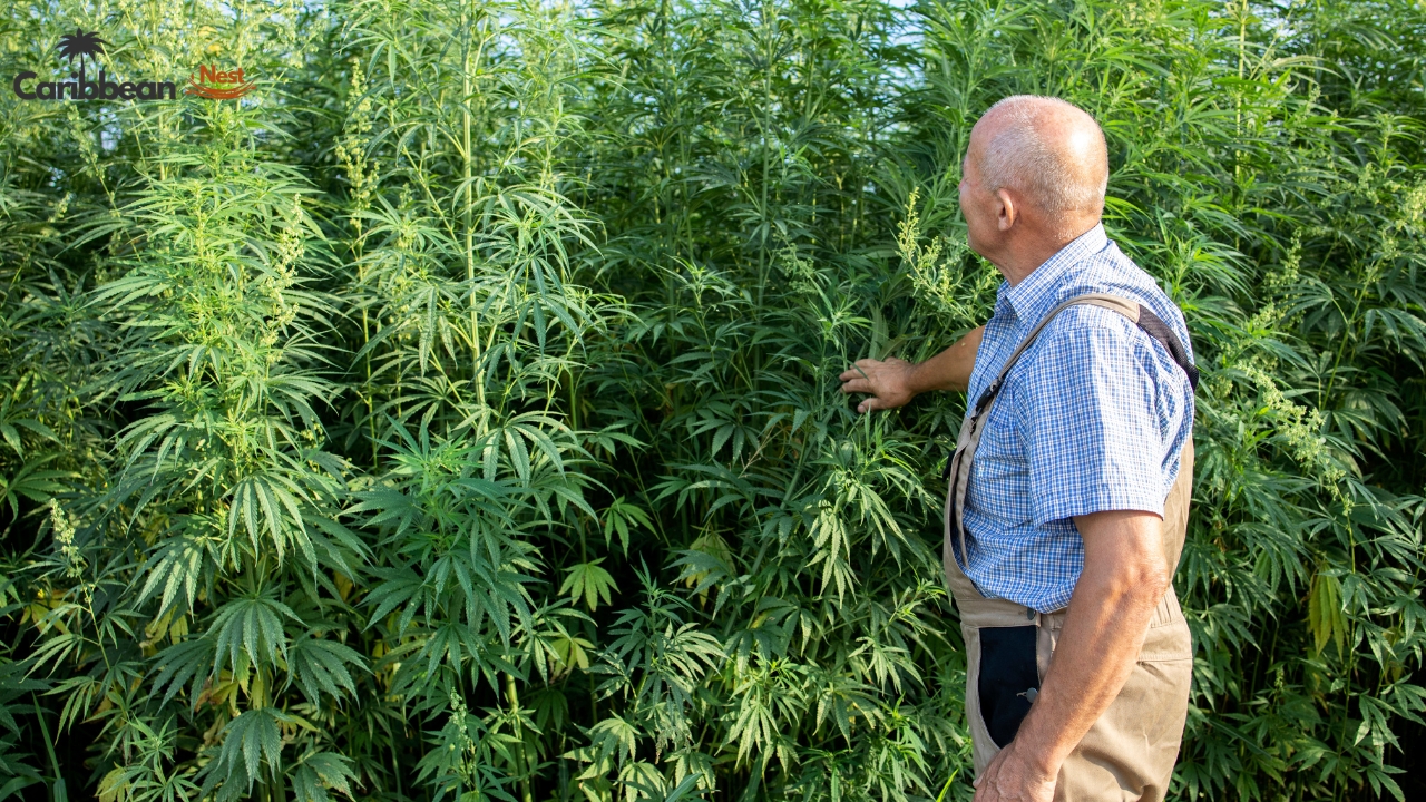 is-cannabis-legal-in-the-caribbean