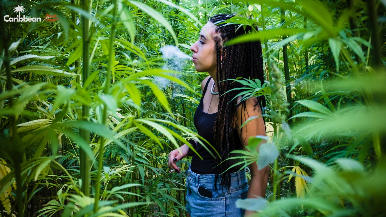 can-you-travel-with-weed-to-the-caribbean-complete-laws-risks-and-legal-guide-2026